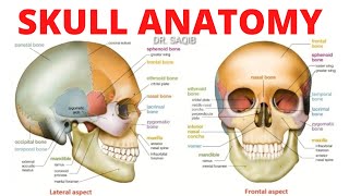 Skull Anatomy  Bones of Skull [upl. by Jeanelle998]