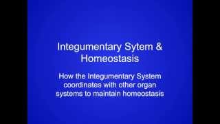 Video 5  Integumentary System  Integumentary System amp Homeostasis [upl. by Maury]