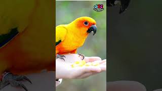 Learn about Parrots Fun Facts About These Colorful Talkers 🦜 [upl. by Iman]