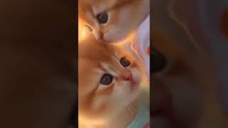 Cat video🐈😺 lovelybabies kitten catlover♥️♥️♥️😘 [upl. by Atnoid975]