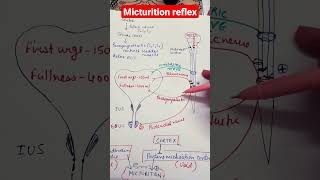 Micturition reflexphysiology mbbs neet renalphysiology [upl. by Xino122]