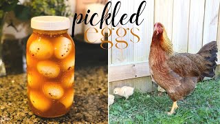 Make Pickled Eggs with Me 🐓  Preserving Eggs  EASY Turmeric Pickled Egg Recipe [upl. by Glover]