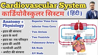 Cardiovascular System in hindi  Structure of Heart  Blood Circulation  SA Node AV Node  Artery [upl. by Senilec]