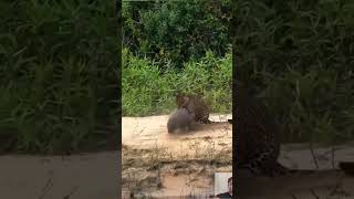 Quando onça pega capivara destraida não escapa [upl. by Nhepets]