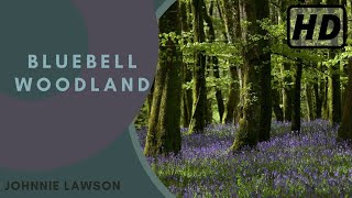 Forest Birdsong Nature Sounds  Bluebell Woodland  HD 1 Hour Birdsong Version Studying Series Ep7 [upl. by Neimad]