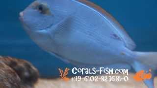 wwwcoralsfishcom Acanthurus mata Elongate surgeonfish [upl. by Atnuahs]