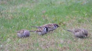 Passer montanus  gorrión molinero  eurasian tree sparrow [upl. by Baalman]