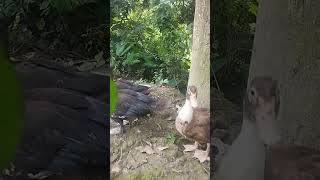 Pankhiraj duck 🦆 in the forest [upl. by Kenney]