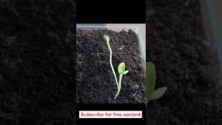 Timelapse sunflower sprout phototropism Timelapse [upl. by Moss]