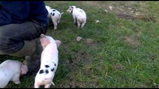 Piglets playing outside [upl. by Lieberman]