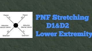 PNF Strengthening D1 and D2 Lower Extremity Flexion and Extension Made Easy [upl. by Anwaf]