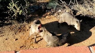 If you ever wanted to pet a Javelina this video shows you why you should not try 10242019 [upl. by Noram]