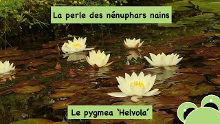 La perle des nénuphars nains [upl. by Alhan]