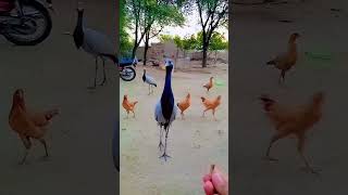 Demoiselle Bird M Shahid Official 2 youtubeshorts subcribe villagelife humtv [upl. by Branen486]