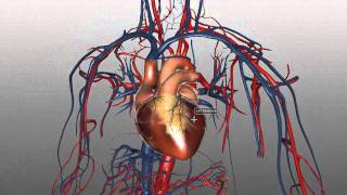 The Heart and Major Vessels  PART 1  Anatomy Tutorial [upl. by Arrik863]