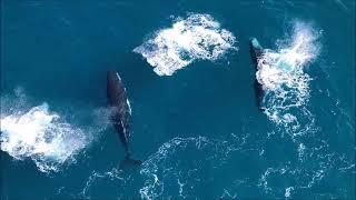 Humpback Whales Tuross Head 161024 [upl. by Fawcette113]