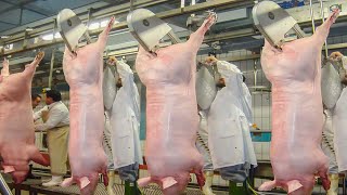 Incredible modern Iberico pig amp cow slaughterhouse technology  Amazing poultry farming methods [upl. by Atsyrhc]