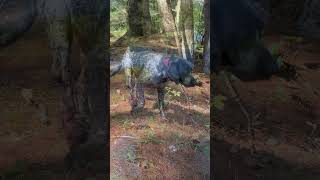 Coonhound Blues bluetickcoonhound coonhound [upl. by Tereve]