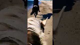 Ausreiten am Strand oder im Wald shorts horse [upl. by Kentiga457]