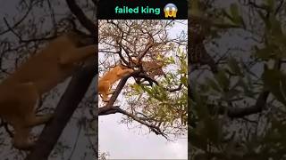 Leopard vs Lion fight between trees leopard lion amazing [upl. by Hummel]