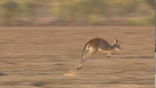 Footage of Big Red Kangaroos jumping quickly through the arid dry Australian outback [upl. by Boniface]