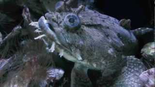 Gulf Toadfish  Opsanus beta [upl. by Randene295]