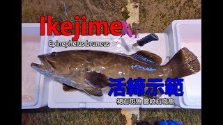 IkeJime method How to dispatch and bleed a Epinephelus bruneus Longtooth Grouper Kue [upl. by Keslie]