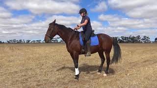 Retraining the Standardbred  Cantering Tips [upl. by Erek]