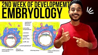 second week of development embryology  general embryology bilaminar germ disc formation [upl. by Droc]