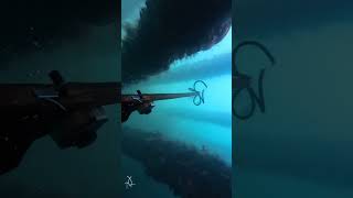 Just for fun fishing underwater spearfishing [upl. by Niar]