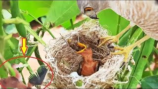 Parents GRAVE Reaction Watching HAWK CHEWING its BABY Bird  Bird eating bird  bird nest Attack [upl. by Heindrick]