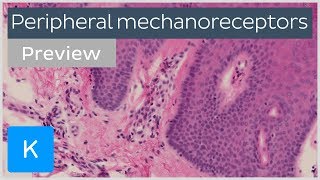 Peripheral mechanoreceptors preview  Human Histology  Kenhub [upl. by Ellehsor735]