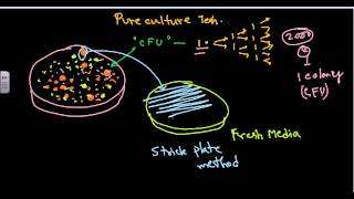 Pure culture isolation techniques [upl. by Arataj]