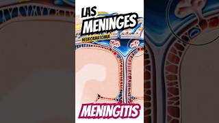 MENINGES  MENINGITIS  NEUROANATOMÍA  ✔🧠 estudiantedemedicina medicina anatomy [upl. by Euqinue]