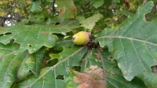 🌲Quercus crispula Blume  水楢（ミズナラ） [upl. by Adnaloj]