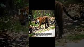 Late Bhaisanghat bengaltiger kanhanationalpark shorts [upl. by Atil]