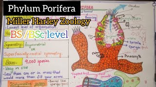 Phylum Porifera Miller Harley Zoology [upl. by Feeley]