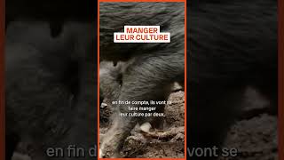 Les cochons sauvages canadiens sèment l’inquiétude aux ÉtatsUnis shorts [upl. by Tehcac]