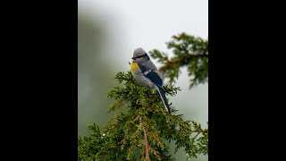 A Stunning Yellowbreasted Azure Tit [upl. by Ijuy900]