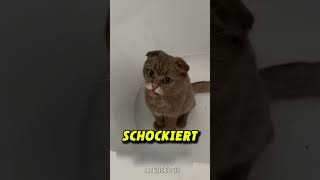 Katze wird Schwarz nachdem sie in Kamin klettert 😱 [upl. by Modesta852]