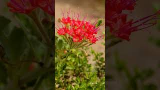 Devils Bouquet Scarlet MuskFlower Nyctaginia capitata  Observed in Description [upl. by Yerocaj71]