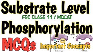 SUBSTRATE LEVEL PHOSPHORYLATION  MCQS  BIOENERGETICS  NEET  BIOLOGY 11 and MDCAT  All Concepts [upl. by Adniral186]