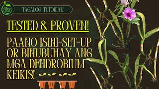 Paano Buhayin at MagSetUp ng Dendrobium Keikis Tested amp Proven  Quick amp Easy Tagalog Tutorial [upl. by Ninos220]