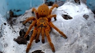 Amazing African Ornamental Baboon Tarantula part 1 P murinus Inferion7 [upl. by Handbook]