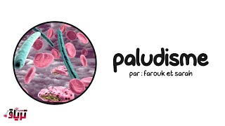 Parasitologie خفيف ظريف  paludisme  par  farouk et sarah [upl. by Trotta]