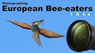 A SUPER location for European beeeaters in Scandinavia [upl. by Uyekawa]