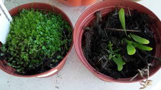 Introduction and care for Utricularia [upl. by Ossie855]