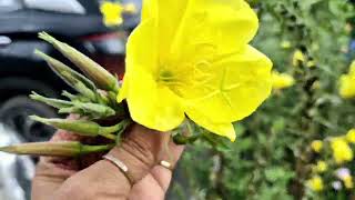 Evening primrose plant care in hindi  Oenothera beinnis plant  medicinal plant  herbal plant [upl. by Kcirddet106]