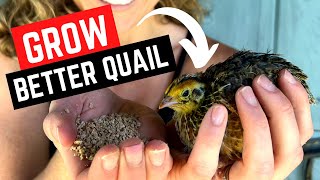 What to Feed Quail for Meat and Egg Laying  Raising Coturnix Quail for Beginners [upl. by Frederiksen462]