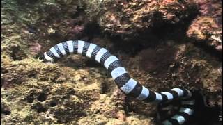 black and white snake eats fish under water [upl. by Ybroc323]